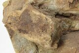Dinosaur Bones in Sandstone - Lance Formation, Wyoming #227500-1